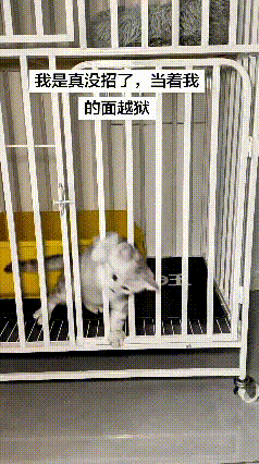 本以为厚重结实的大铁笼，能乖乖困住调皮捣蛋的小猫，没想到猫咪完全不把牢笼放在眼里