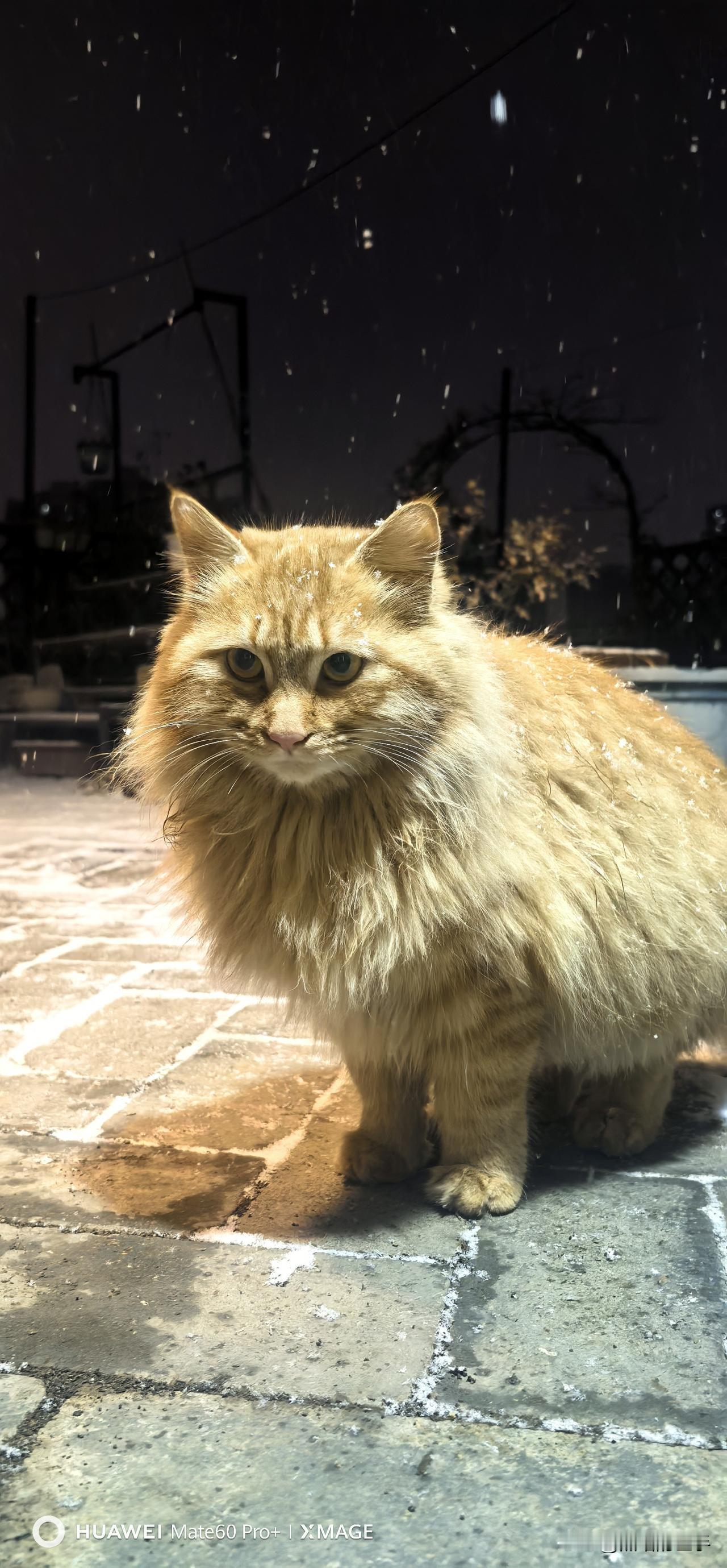 昨天晚上下雪了，我们的小“炸炸”第1次体验下雪，不愿意回猫窝里待着，就是要在天台