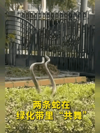 广东街头惊险一幕！两条大蛇紧紧缠绕在一起，姿态形似跳探戈，路过路人当场被吓到，手