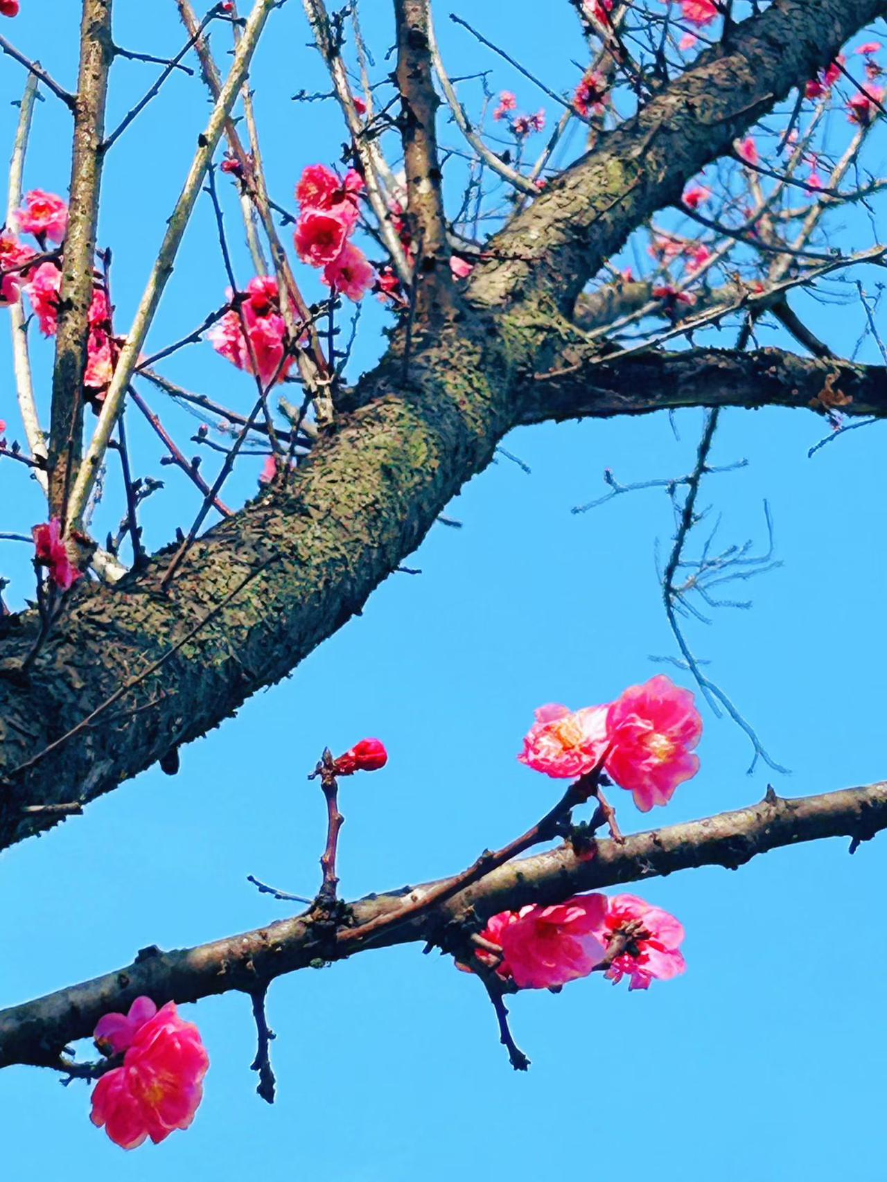 成都春节前暖意融融，市区最高温攀升到20度。和煦的阳光与柔和的春风，驱散了冬日余