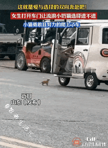 这只可怜的流浪猫在街上行走的时候，遇到了这个打开车门的人，这只小猫咪也许是流浪狗