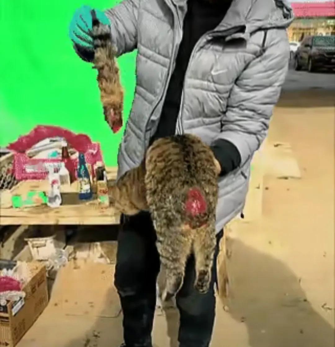 动物应该得到法律保护，可以不爱，但不要伤害！我不是极端动物保护者，以人为本是我们