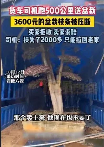 安徽六安的冯先生这次运送盆栽，那可真是倒霉透顶。原本接了个500公里运费600元