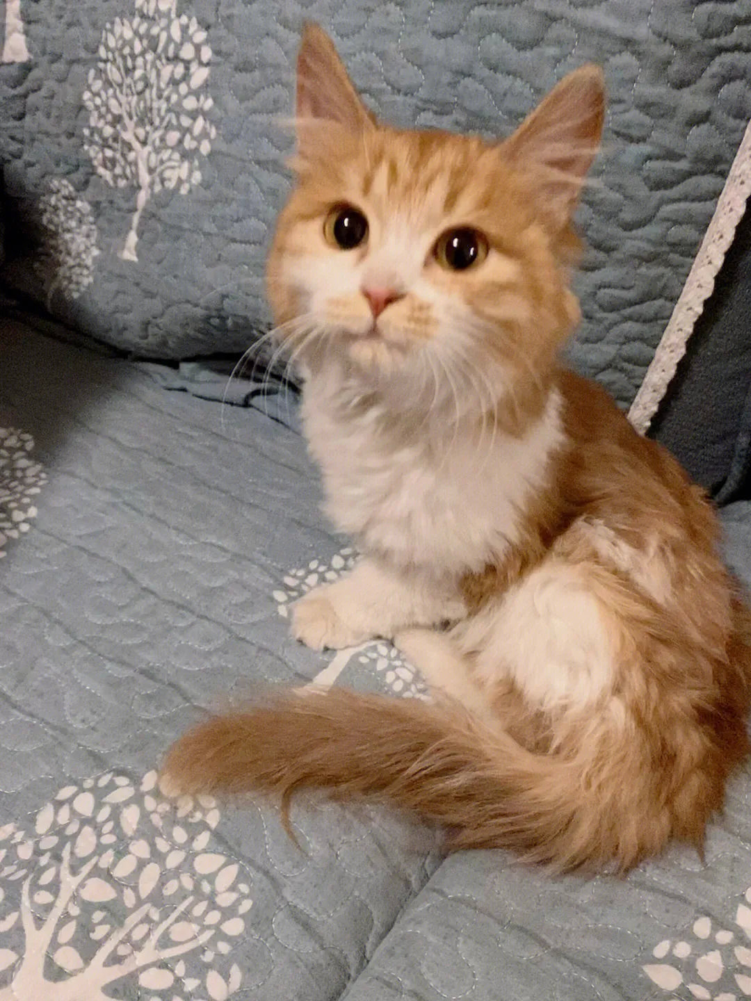 一位网友捡到了一只长毛流浪猫，长得真的好好看，是个小公主，脾气还超乖，真的是捡到