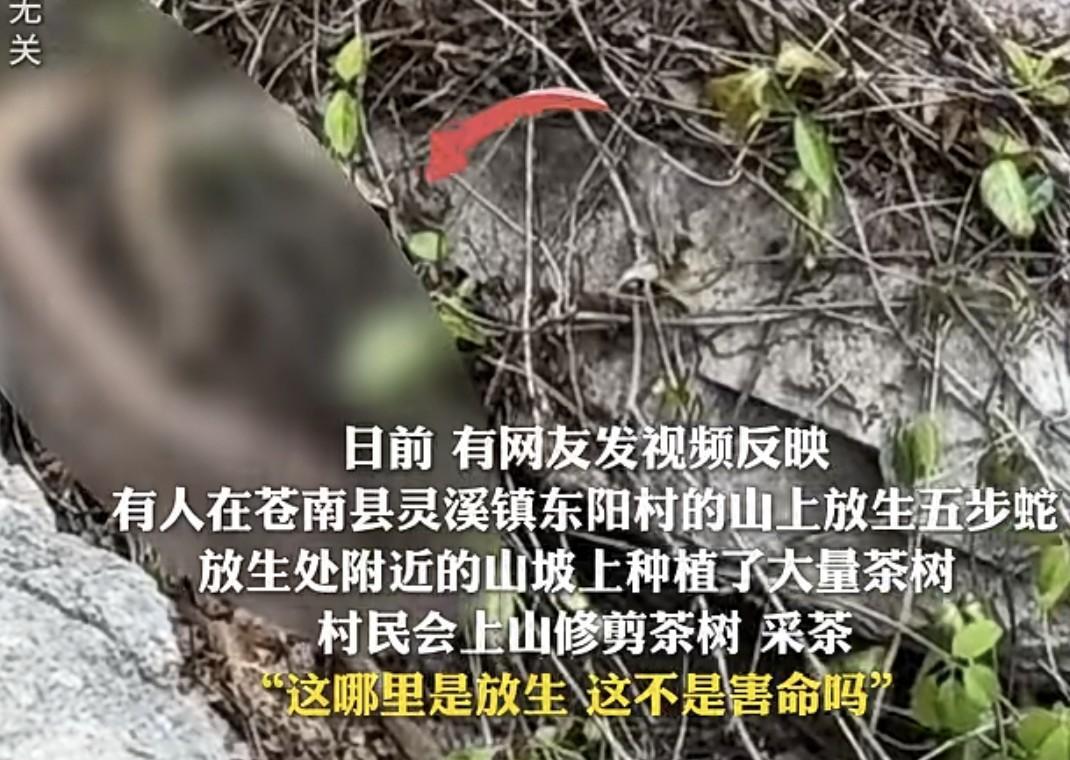 你说你放生什么不好，偏偏要放生五步蛇，这是心眼坏到了家啊！有网友爆料在浙江温州东