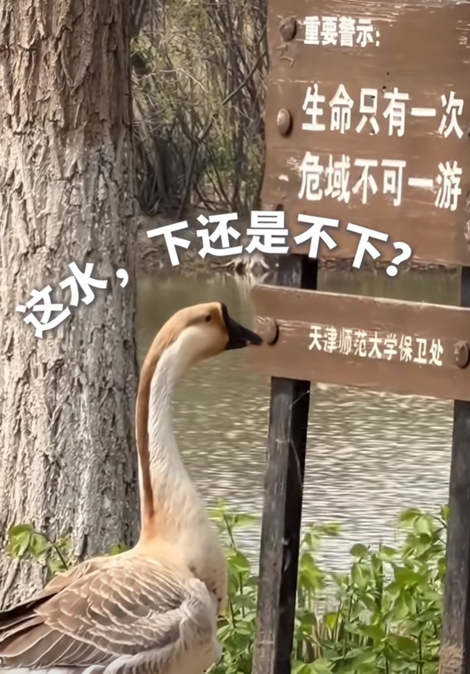 鹅生陷入了沉思