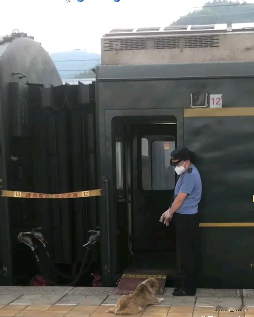泪目了！一只可怜的狗狗被主人遗弃在火车站的月台上，从此它就一直趴在那里等待主人，