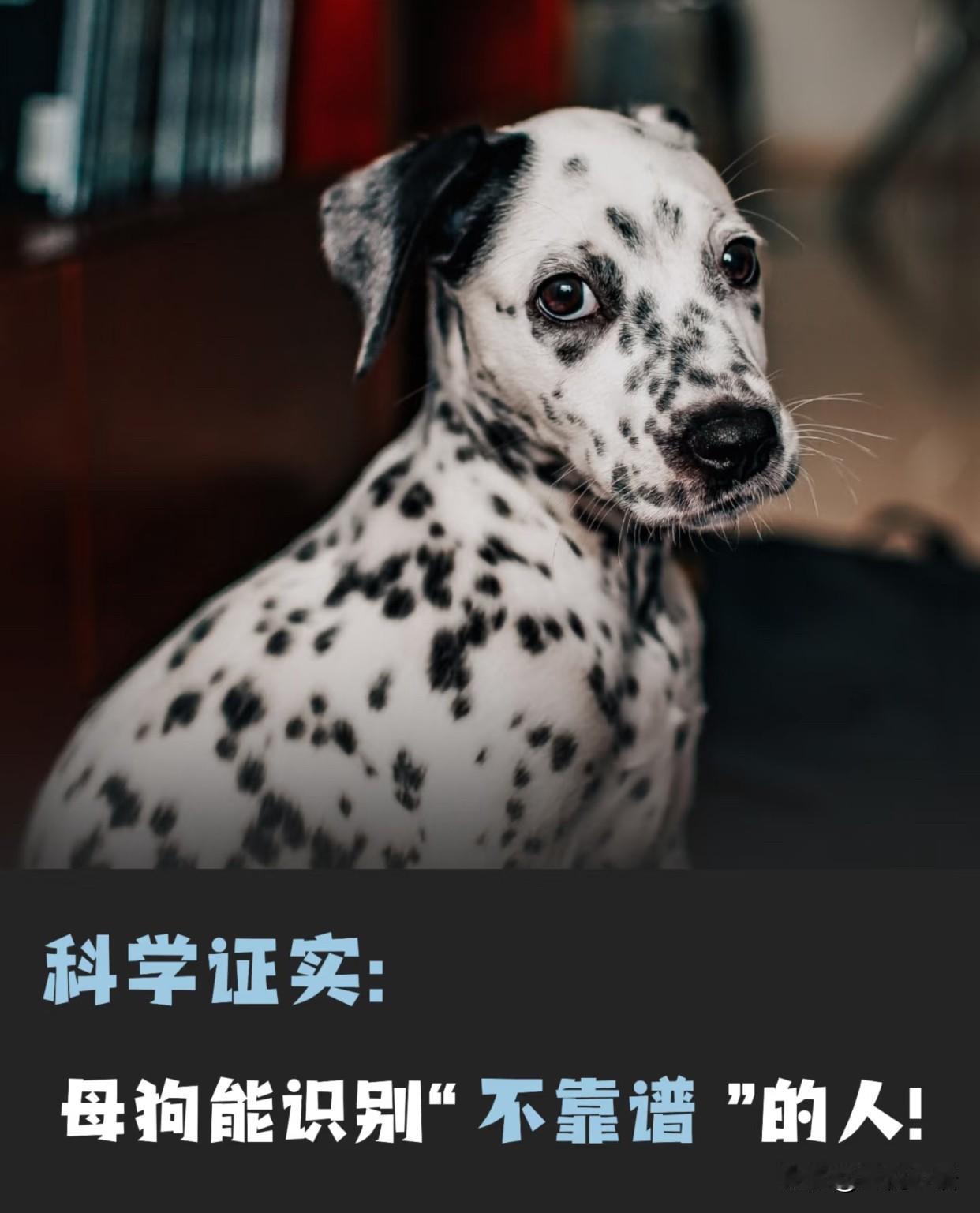 科学表明：母狗才是真·人间观察家！不靠谱的人根本瞒不过它原来母狗真的能嗅出“