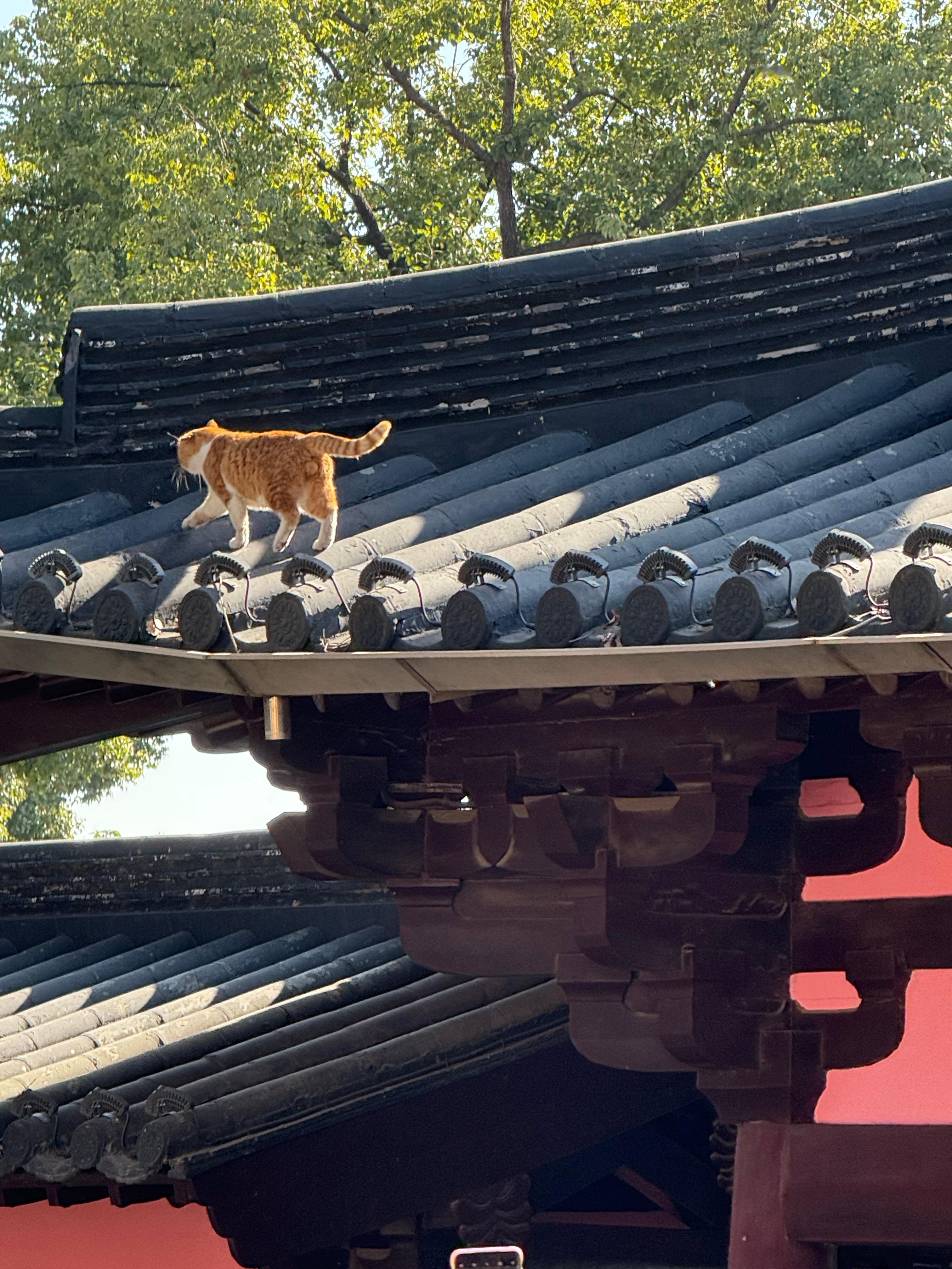 早起苏州·苏州寒山寺