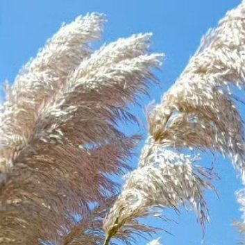 种植🌾芦苇的种植方法：1.选择种植地点：选择一个阳光充足、排水良好、土壤肥