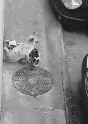 流浪狗带六只狗宝宝，蹲在路边喂奶，没人肯收养帮助！真是非常的不容易，狗妈妈还要寻