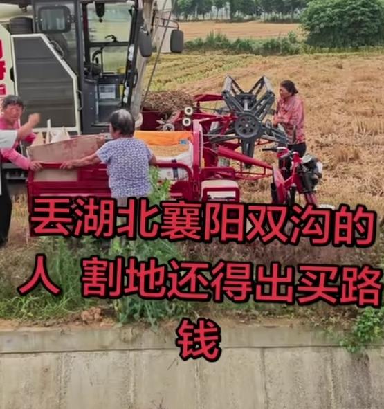 湖北面的那个省，因为麦收，丢人丢大发了！帮助抢收麦子，是极大的好事，收割机师