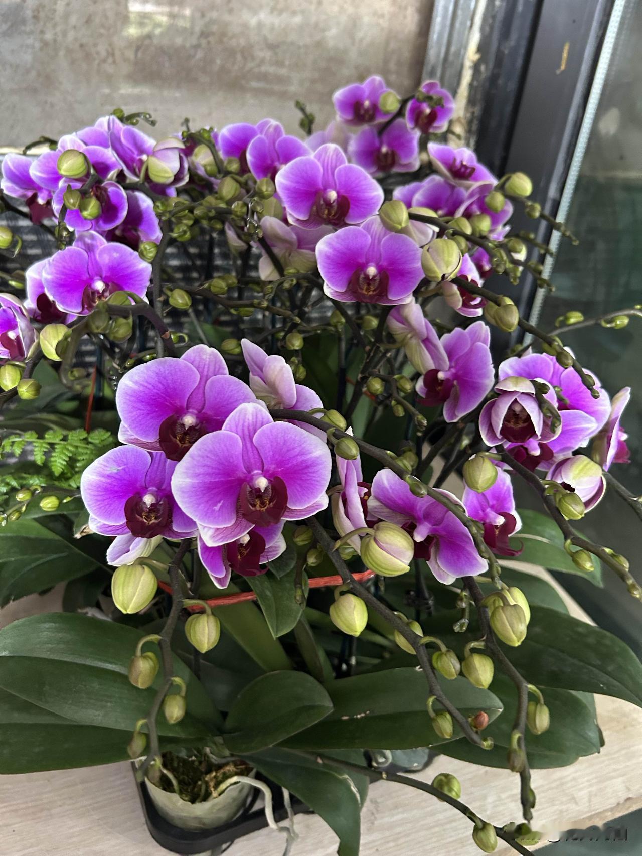 蝴蝶兰开完花后千万别扔一招教你重新开许多人在蝴蝶兰开完花后，便觉得它失去了观赏