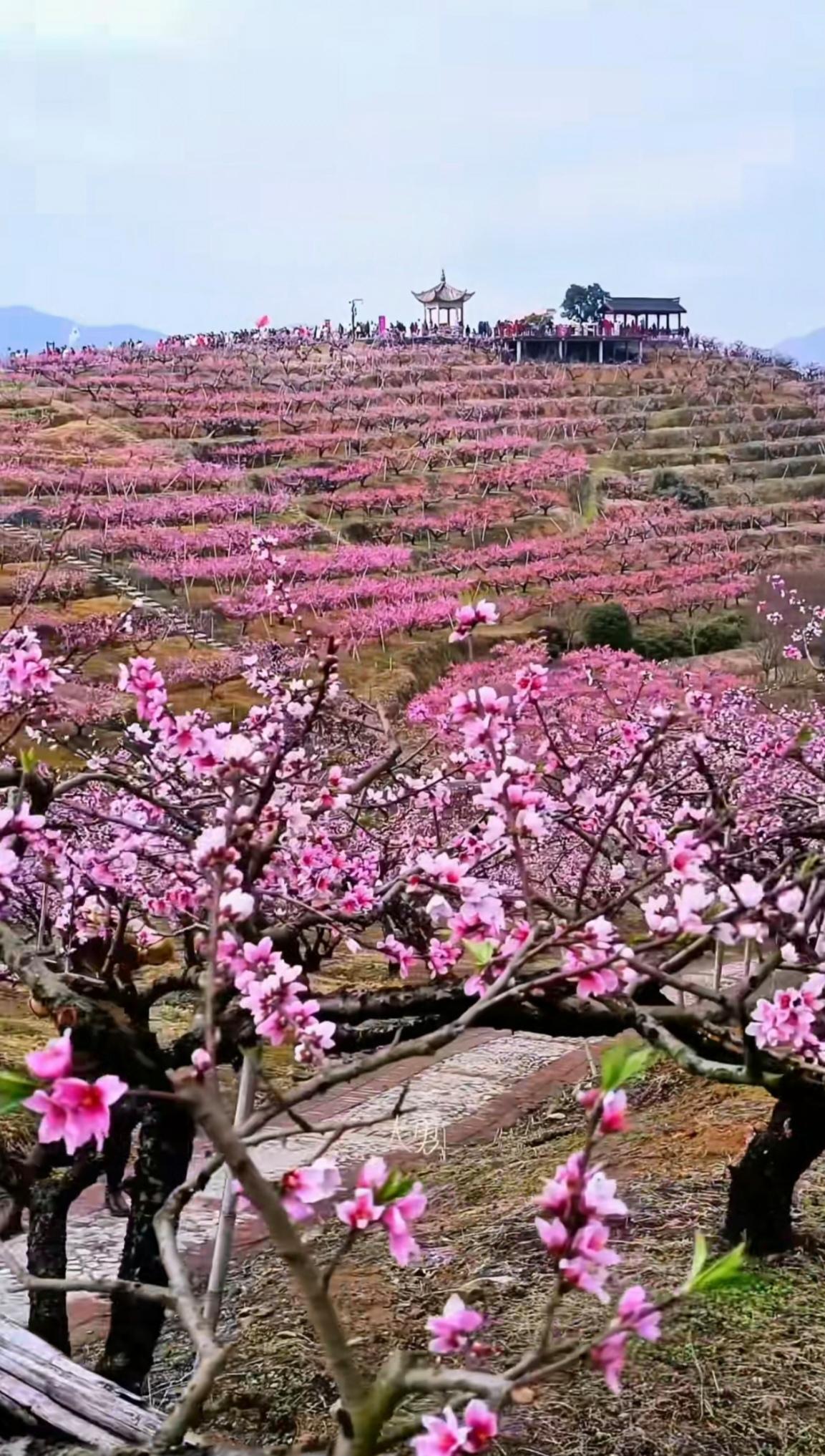 上联：一树桃花春色满，（原创）下联：万里嫣红锦绣开。