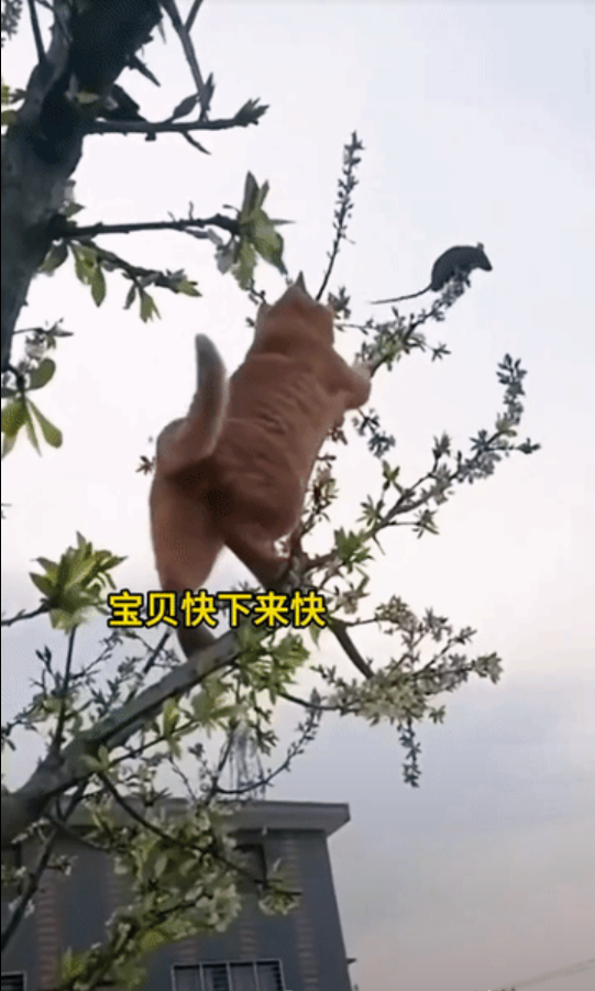 “高空惊魂”一只老鼠被猫咪逼上树梢，猫猫为了抓住老鼠，不停地摇晃着树枝，试图将老