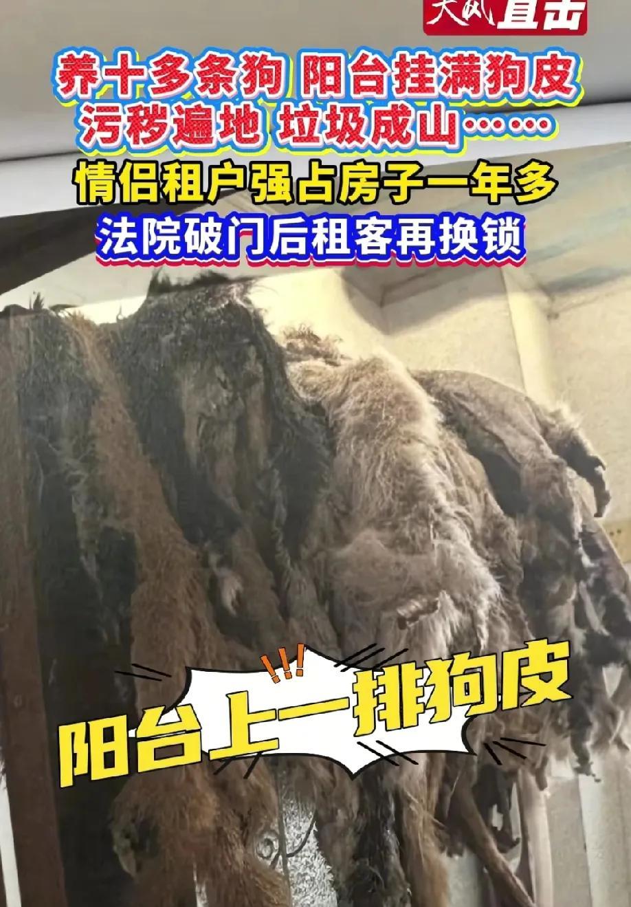情侣强占租房一年多，阳台挂满狗皮，女子称:男友特别爱吃狗肉，每次都会自己杀狗煮来