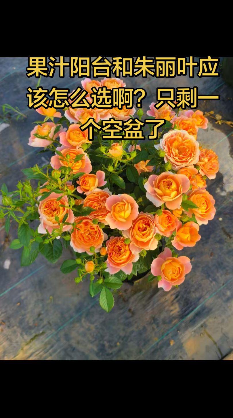 果汁阳台和朱丽叶到底选哪个好啊？真实生活分享计划月季种植基地月季基地实拍月