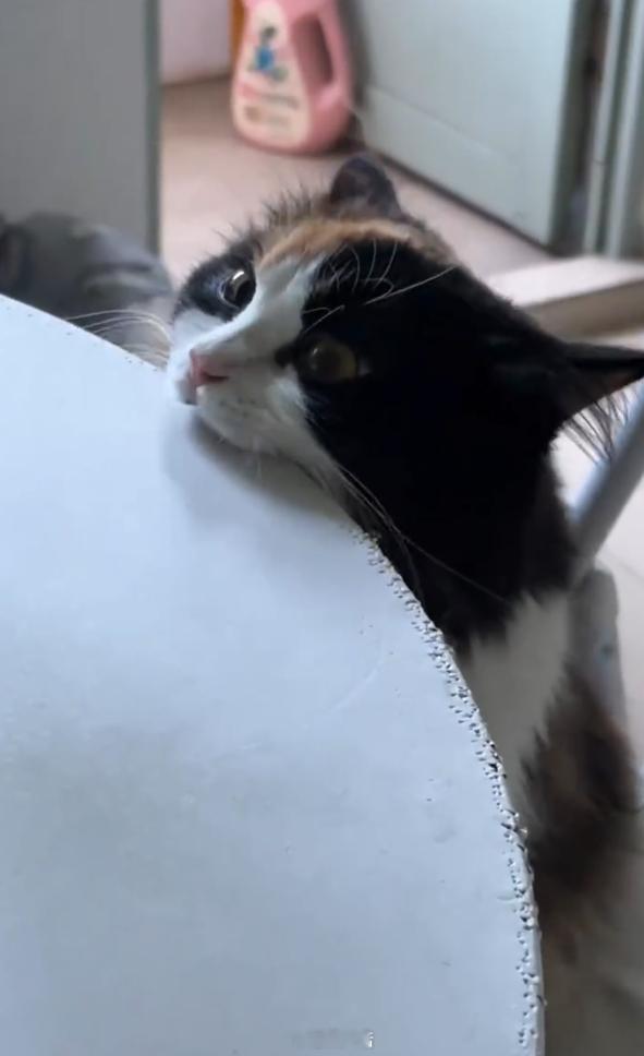 猫咪把桌子咬成了订书机​​​