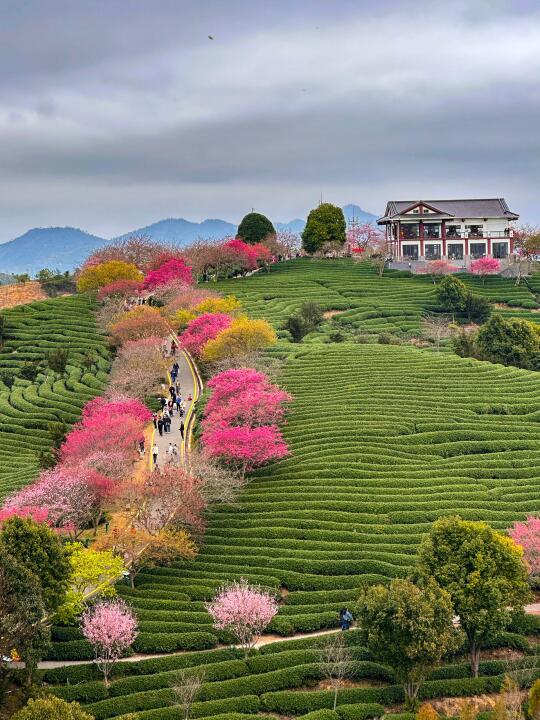 🌸樱花季来了，错过等1️⃣年❗️不比日本美？