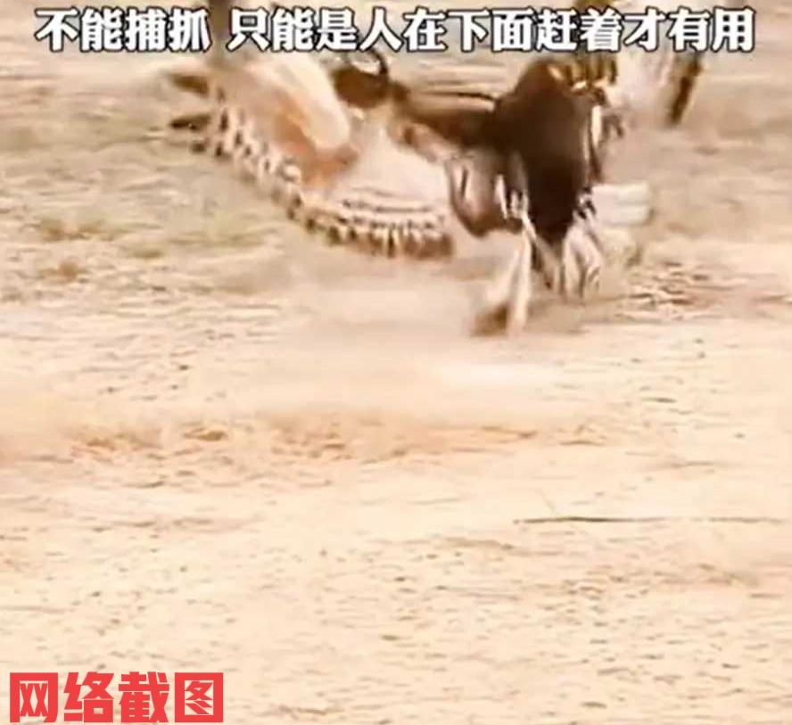 浙江杭州有男子山里有个养鸡场。可如今男子养鸡场内出现的场景，让男子有了头疼的