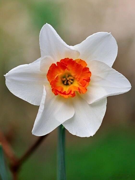奇妙生物圈植物科普🍀红口水仙（学名：NarcissuspoeticusS