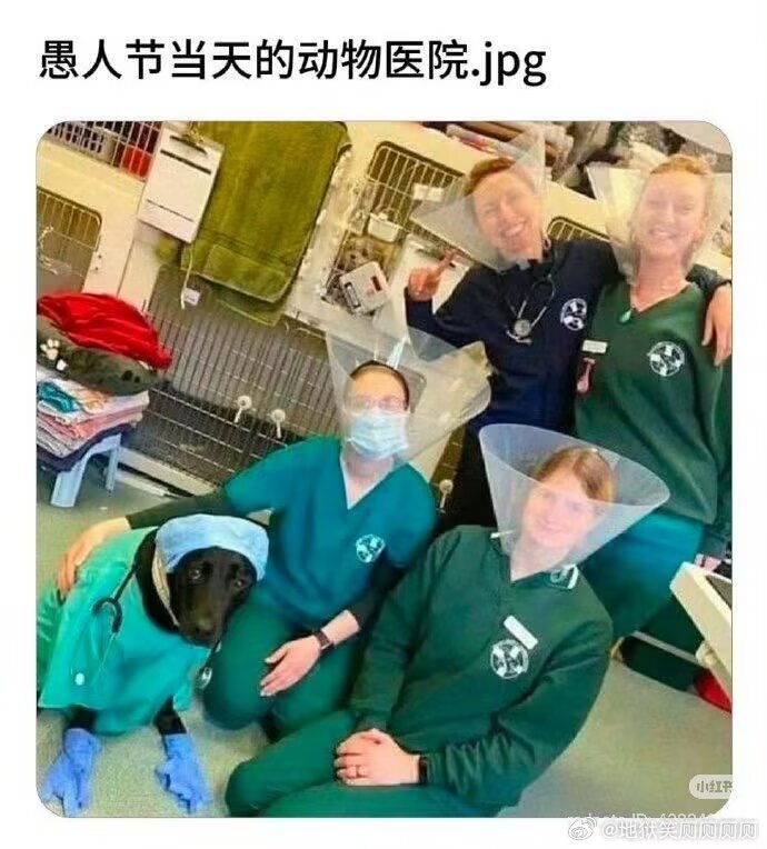 1656愚人节当天的动物医院