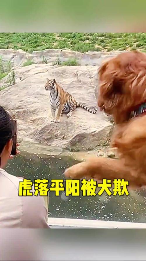 惊魂一瞥：误把“虎威”当“犬趣”一对夫妻野外遇东北虎下山，初见时竟错看成大黄