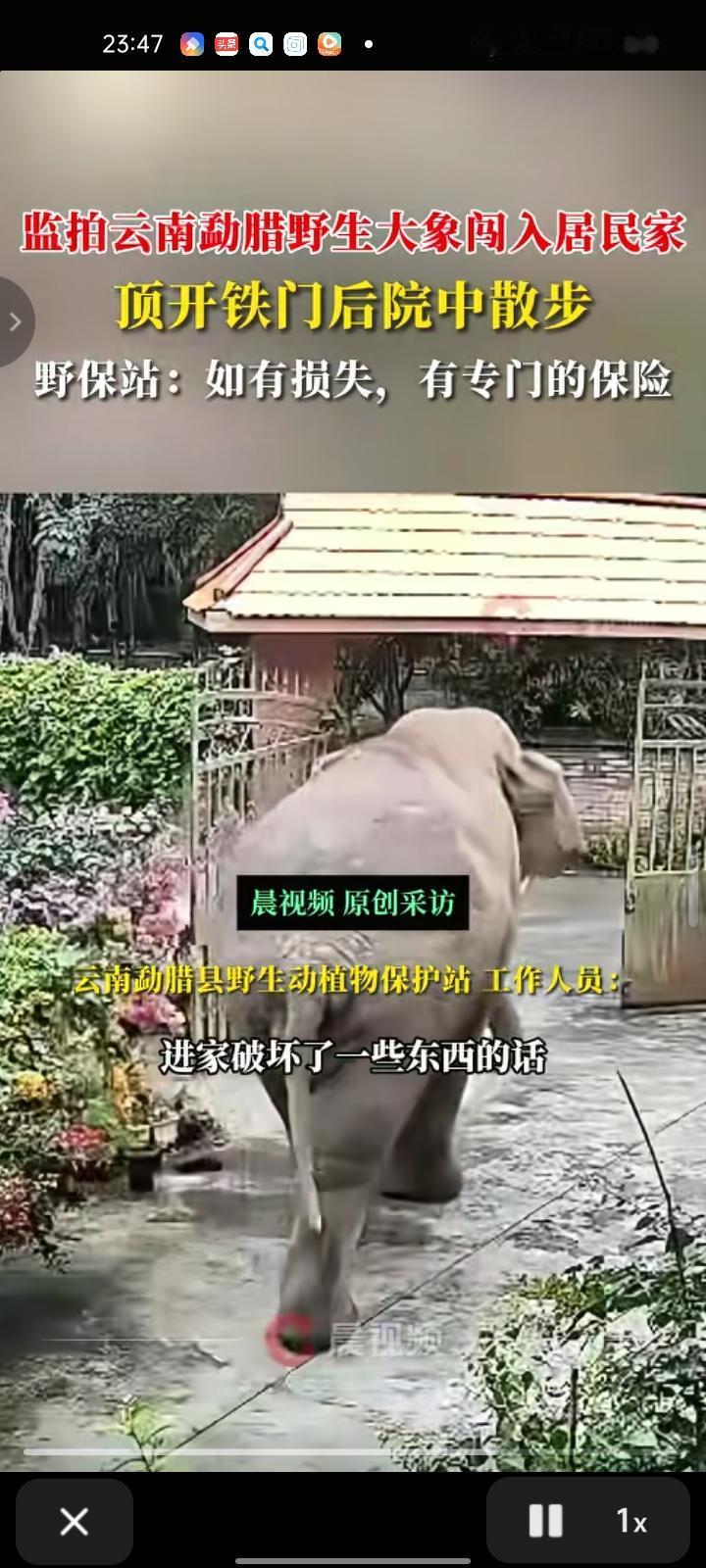 11月9日，西双版纳州勐腊县。网友发视频称，院子里有野生大象顶开铁门闯入后，在后