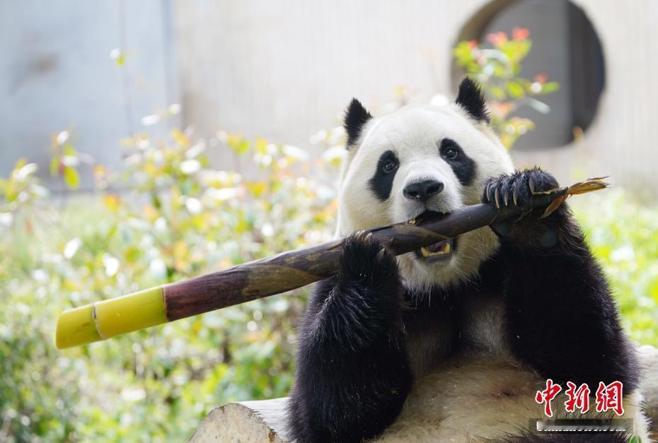 【福宝狂炫生日大餐】每年的7至9月，是圈养大熊猫的集中繁育季，也是大熊猫的生日季