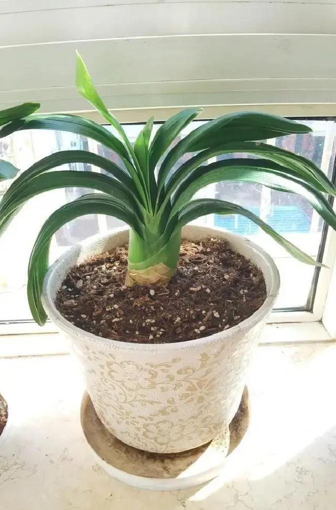 春天刚过，阳台植物换盆后叶子软塌塌？这多半是根部旧土堵塞了，及时清理能让它们快速