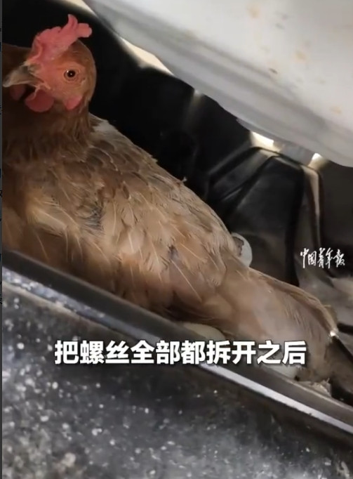 活久见！河南南阳，女子最近每次开车出门都能听到异响，可翻遍了车子也没发现问题出在
