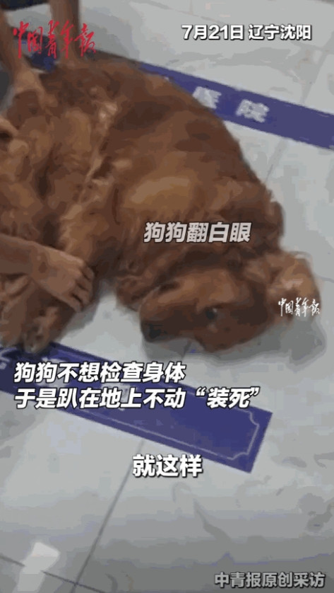 “这戏精本色暴露了！”辽宁沈阳，11岁金毛为躲医院检查，一进医院大厅就瘫在地上“