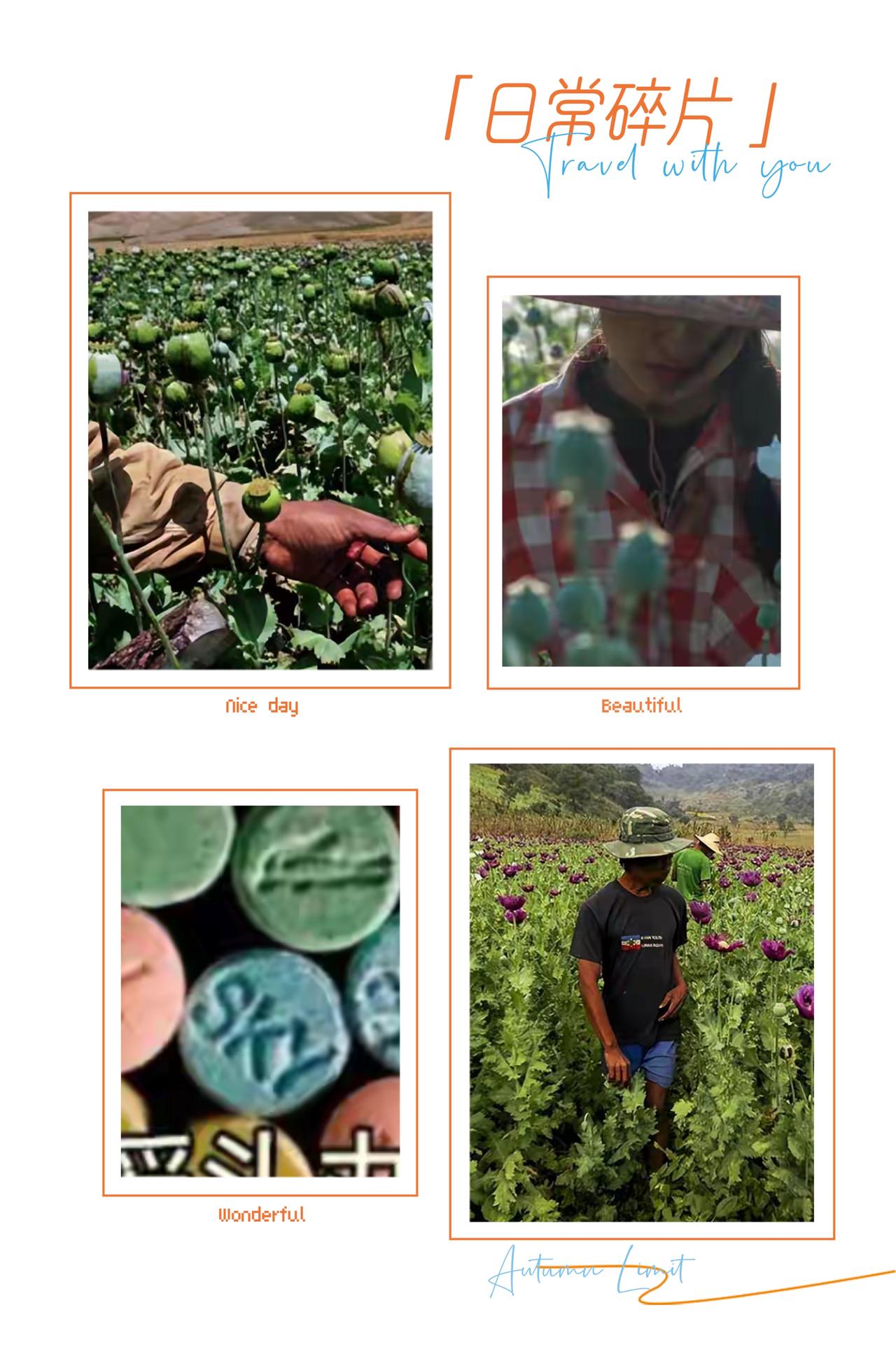 5.3万公顷罂粟疯长！缅甸“恶之花”泛滥，哪是农民想种毒，分明是活不下去的绝境选