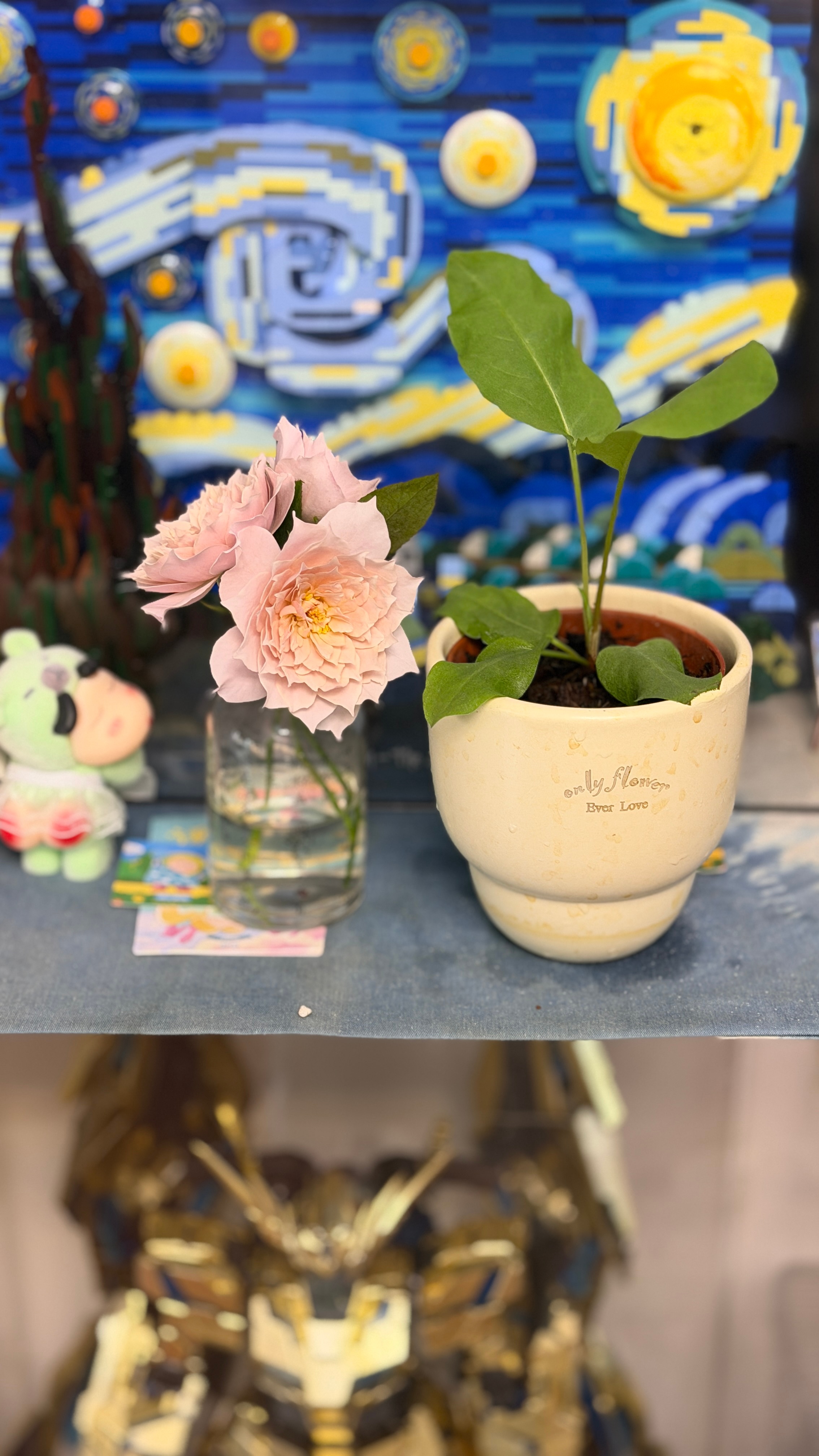 还记得这颗花盆里挖出的杂草吗，拿了个小盆养起来，现在长这么大了我倒要看看它到底是