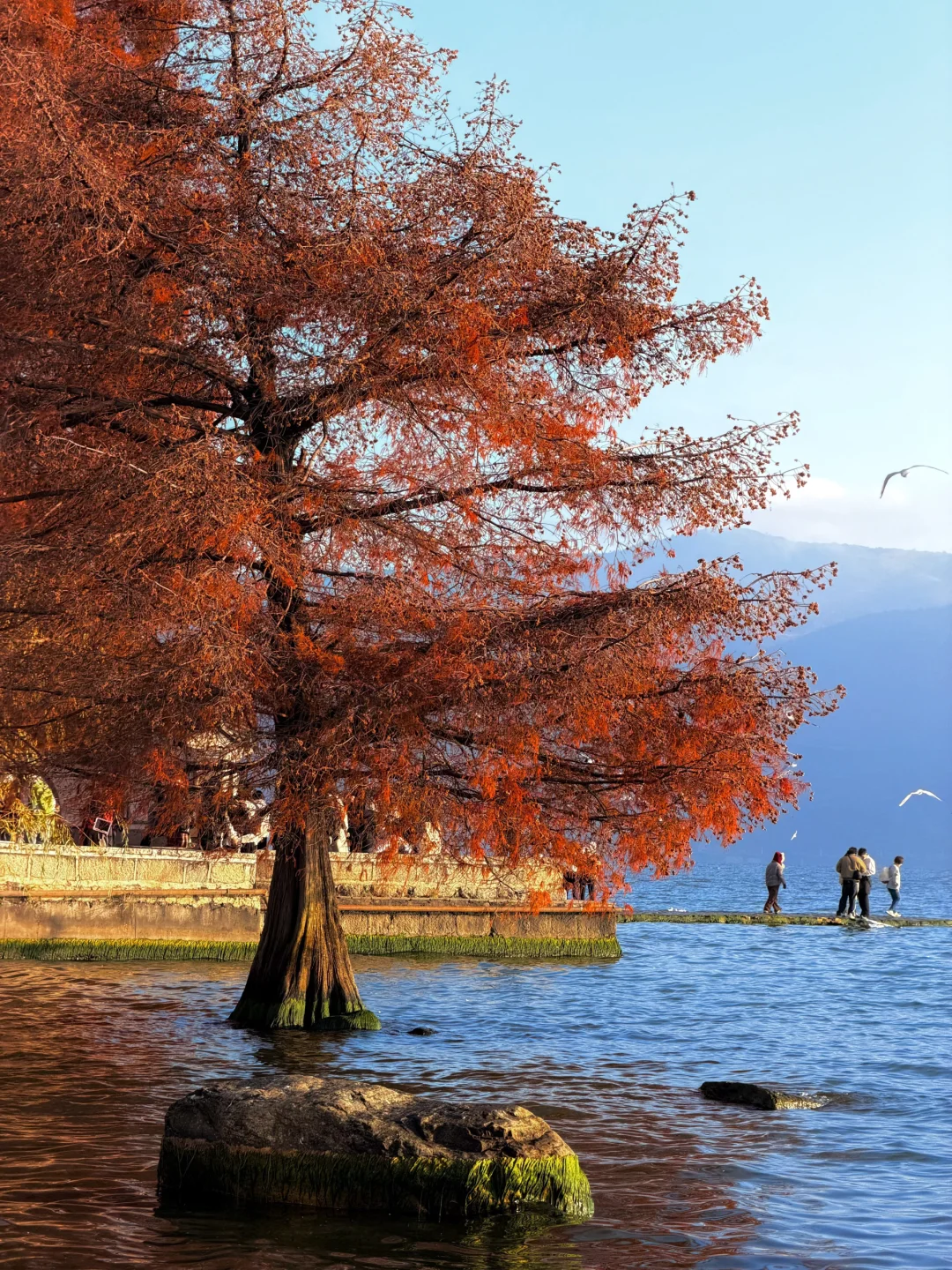 live实况🕊️今天的大理！！！杀疯了！！！！！！！！