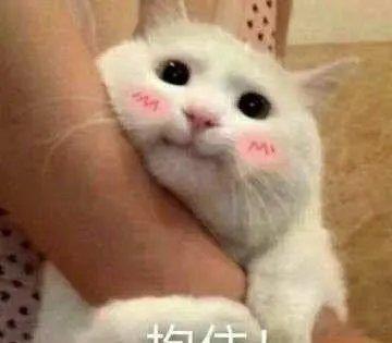 小猫哥遇上了最懂他的猫你有没有发现，日子里最软的光，常来自身边那个毛茸茸的小