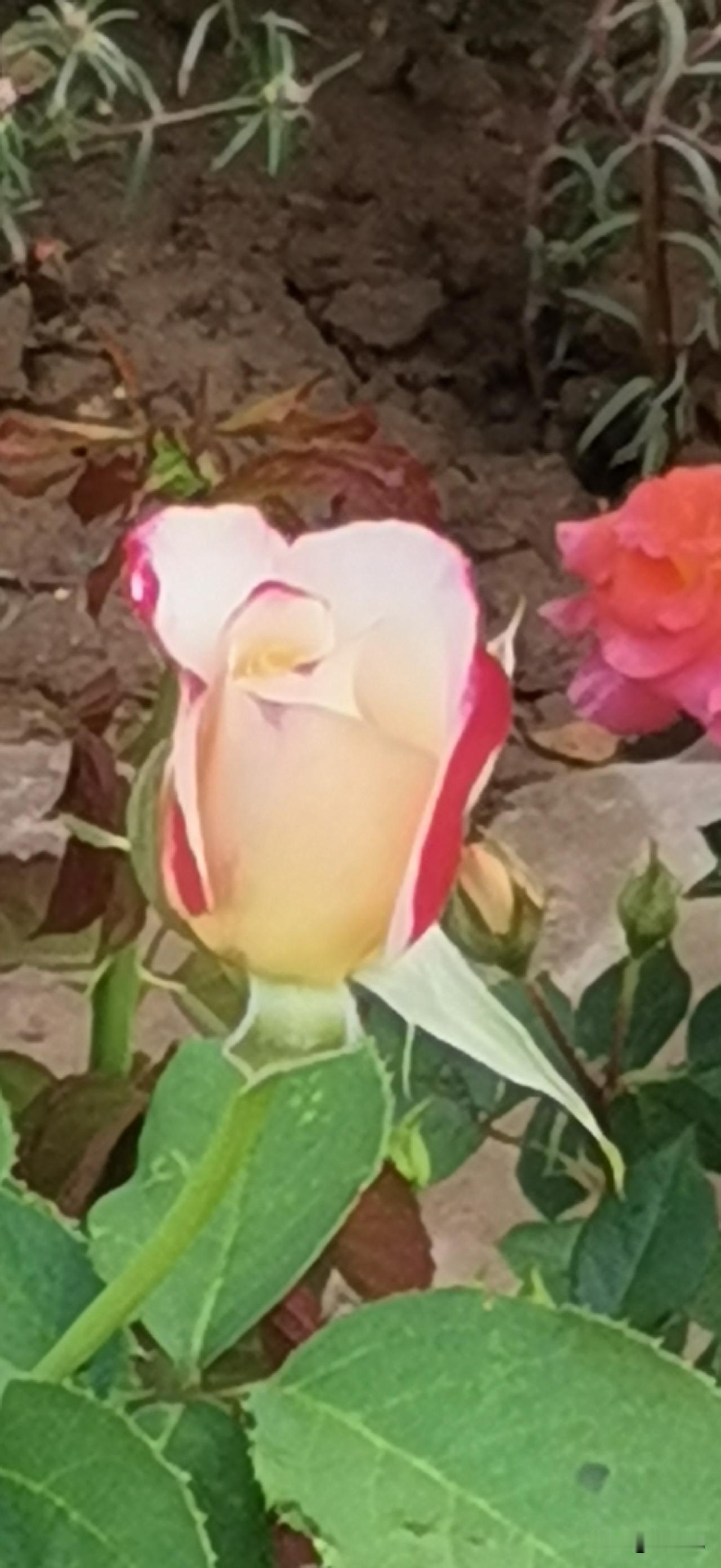 每日生活小记录我们小区前院的一户人家自己种植的花卉。