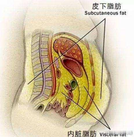 我的器官都在说谢谢我减重【脂肪长那最可怕？——内脏】内脏脂肪是人体脂肪中的一种