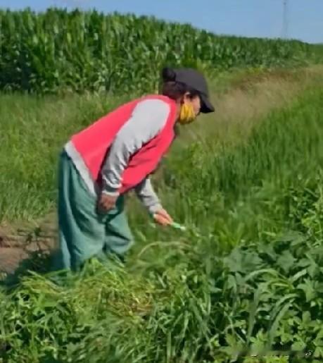小故事！这王百万看这大热的天，王百万正在地里割草，本来王百万正在广场