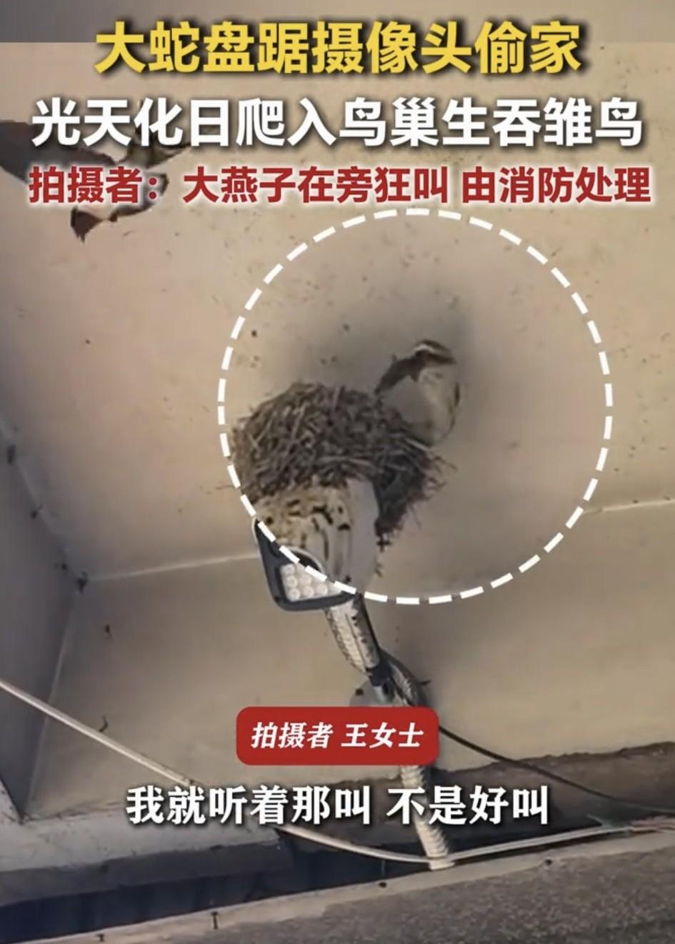 河北承德，一女子发现头顶监控上的燕儿窝处，几只燕子焦急的在窝旁飞来飞去叫个不停，