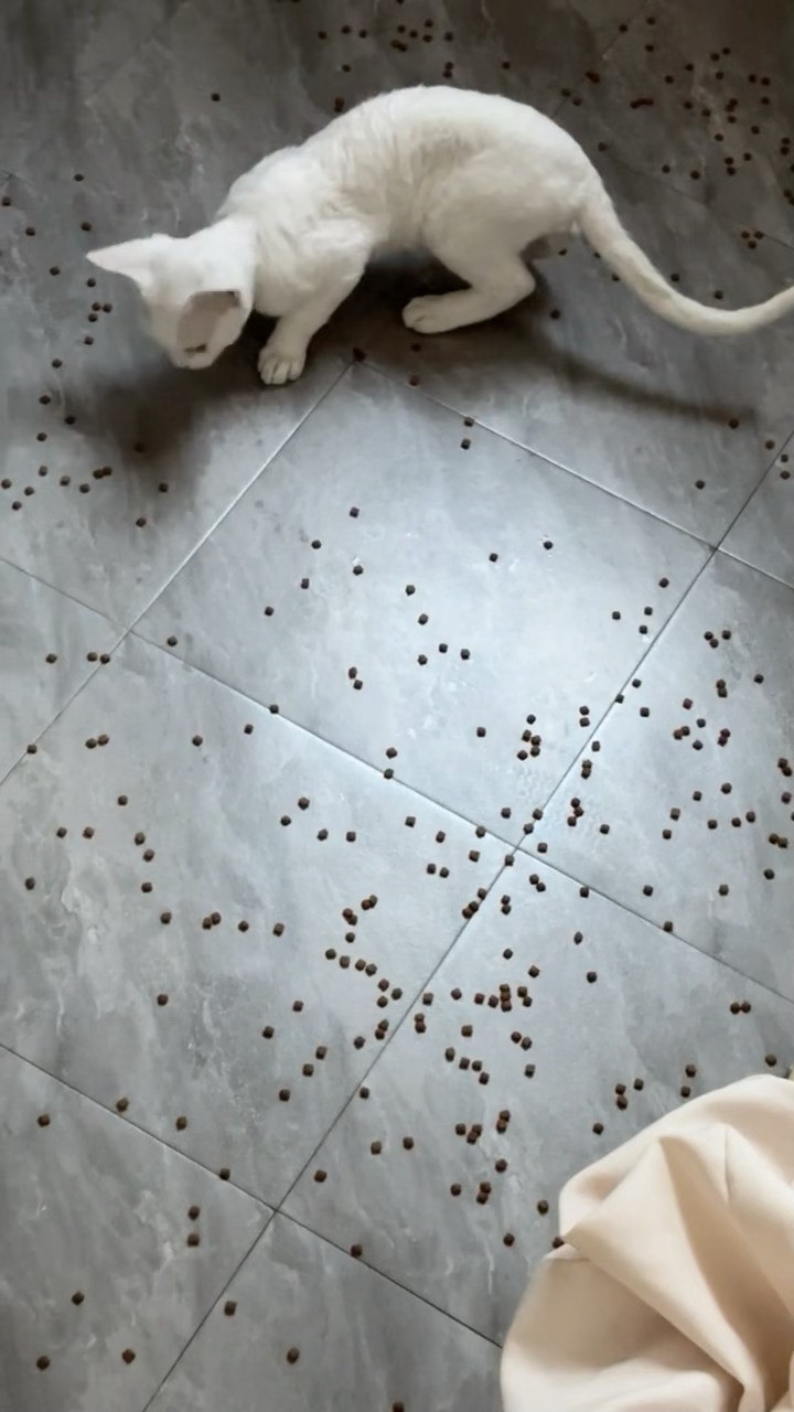 第一次见把猫当鸡养