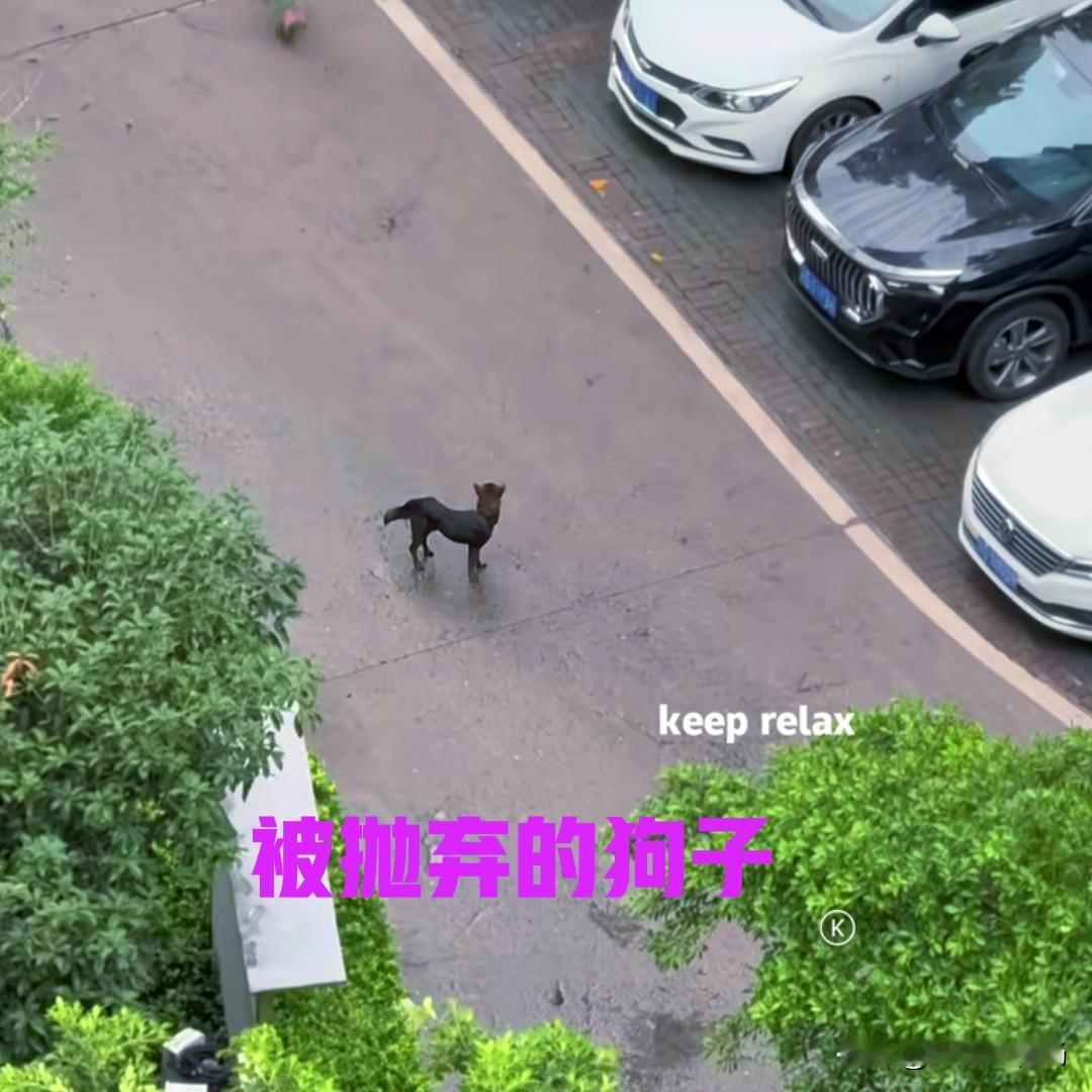 在重庆的某个小区，一对小年轻情侣搬走后，把他们养的狗子留了下来。说得难听一点，就