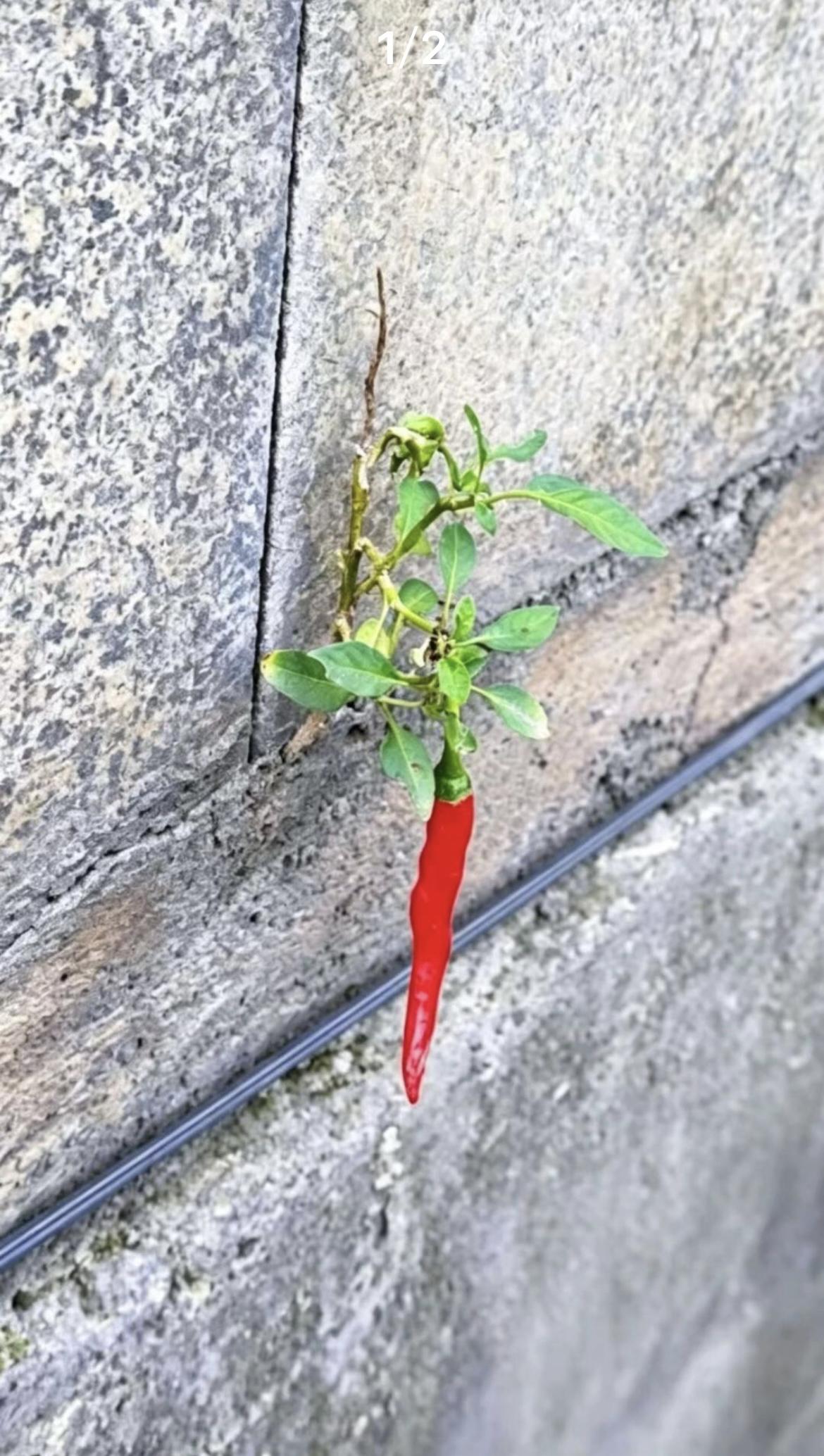 我的今日状态：😁轻松愉快我这里的天气：☀️晴天很难想象这样的环境竟然还能
