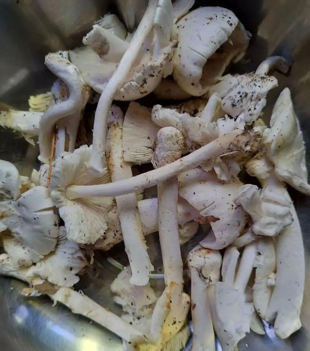 不作死就不会死！广东中山，一男子看到路边有些野生蘑菇，为了保险起见，他特意拍下照