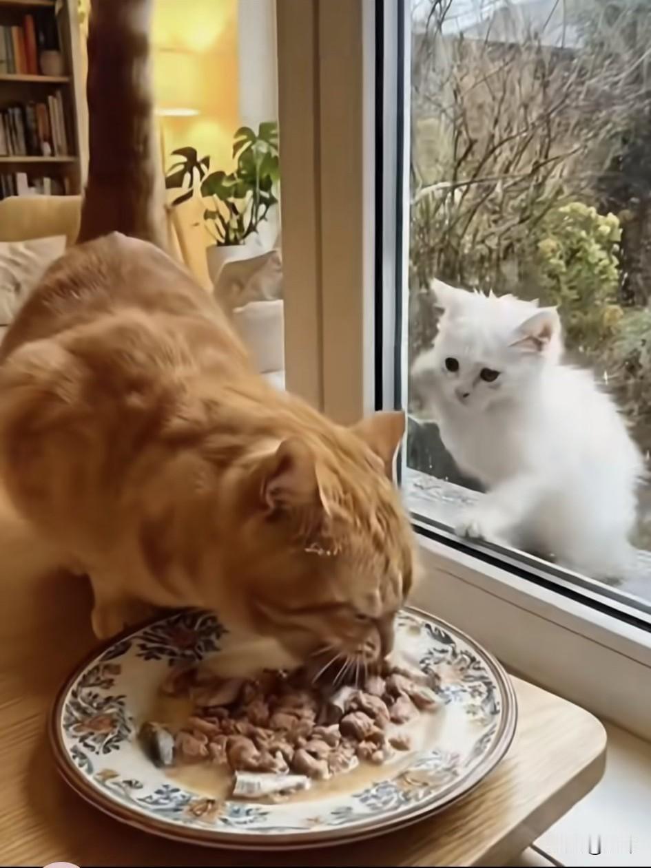 泪目了！一位小姐姐养了一只橘猫，平时就非常疼爱它，这天橘猫在家里津津有味地吃着美
