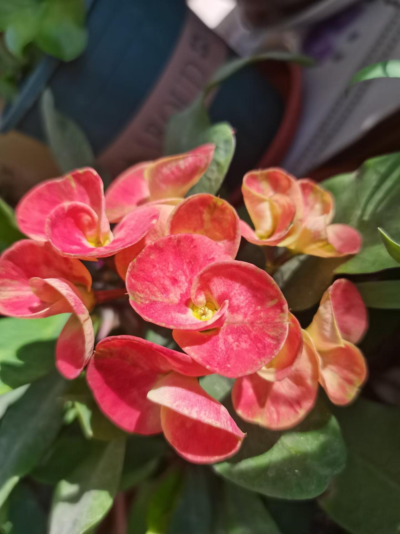 冬日暖阳下，绿意盎然的番茄盆栽，愿平安顺意常伴左右！🌞🍅🌱冬至以至，愿友友