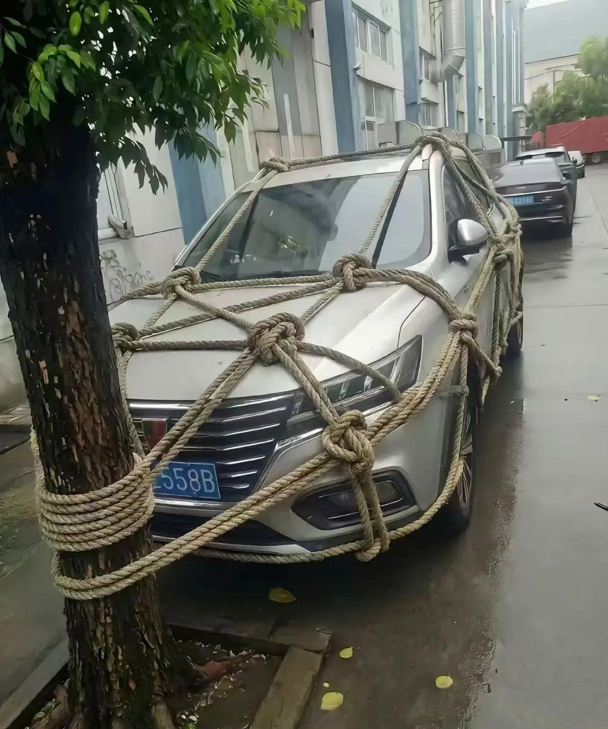 温州车主用拇指粗的麻绳，把车绑在路边的景观树上。去年同一条街，三棵腰粗的香樟连