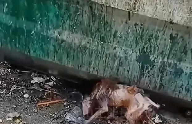 图一和图二是三个月多前我刚看到泰迪狗时的样子。图三和图四是我收养了一个多月后泰迪