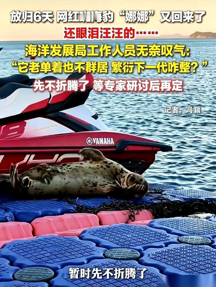 9月14号，大连长海县放归了6天的斑海豹娜娜，自己游回了大长山岛。在这6天里，