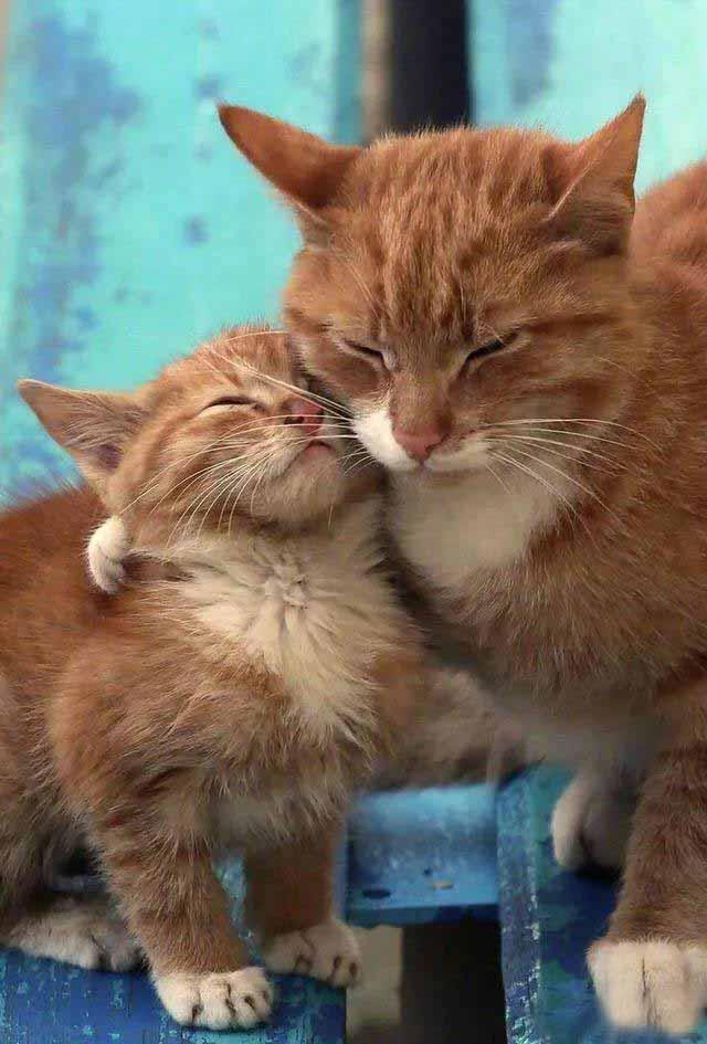 不知道为何，小猫咪突然不断地哼叫，猫妈妈立刻奔向小猫咪，将它搂在怀里。无论是什么